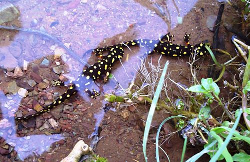 Kurdistan spotted newt